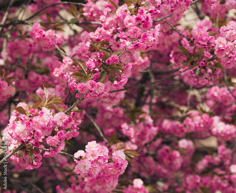 beautiful sakura blossom bloom beautiful sakura blossom bloom