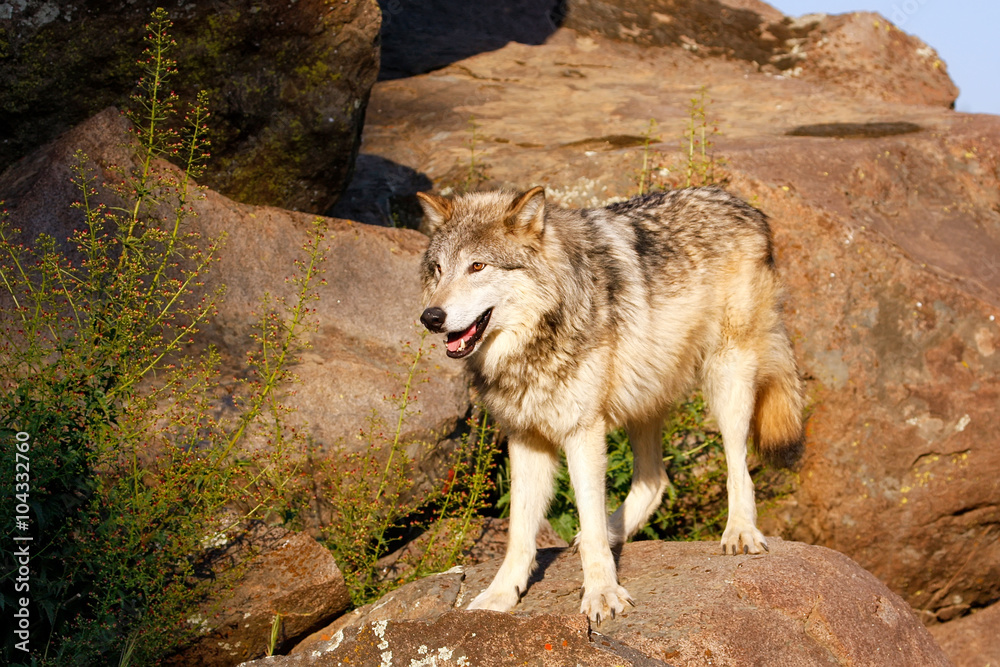 Gray wolf (Canis lupus) Gray wolf (Canis lupus)