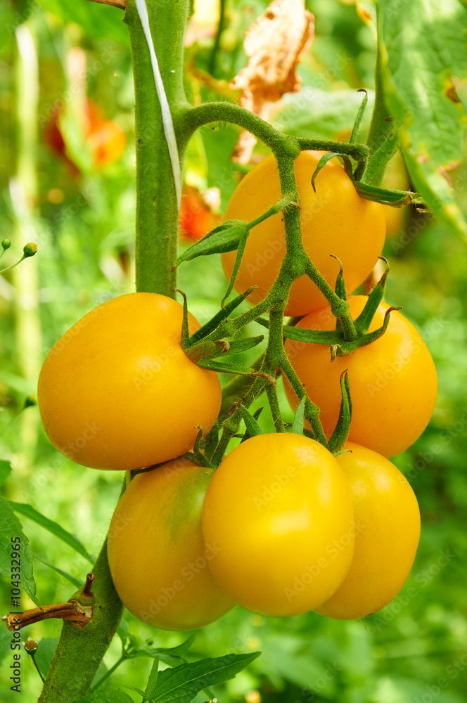Branch of yellow tomato