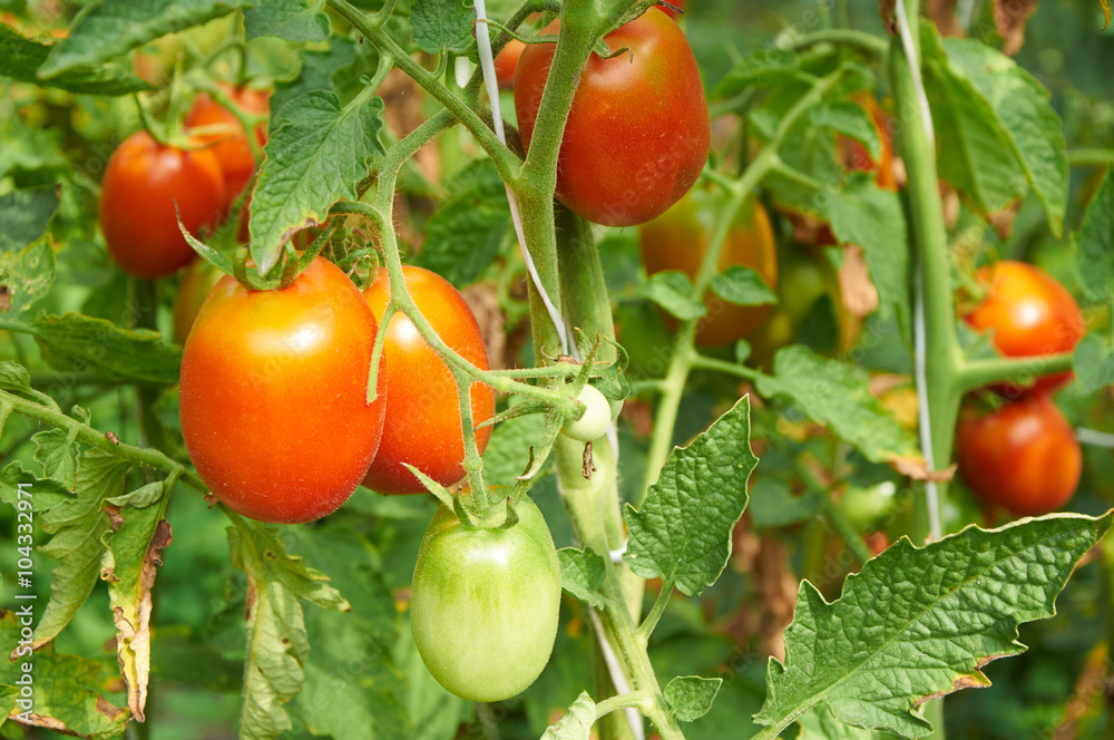 Branch of red tomato on vegetable garden