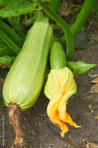 Ripe marrow and ovary with flower