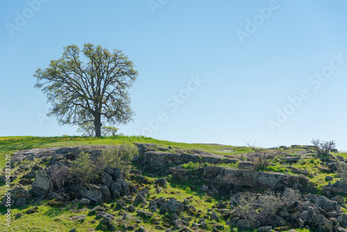 Lonely tree on rocks and green landscape