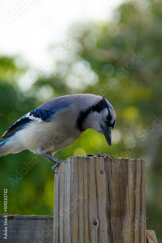 blue jay feeding photo