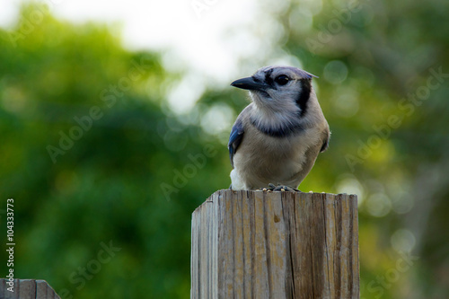 blue jay profile photo