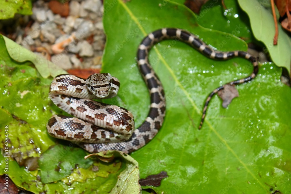 Obraz premium Gray Rat Snake (Elaphe obsoleta)