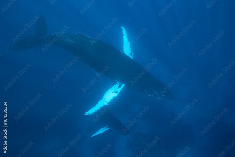Fototapeta premium Mother and Calf Humpback Whales in Blue Water