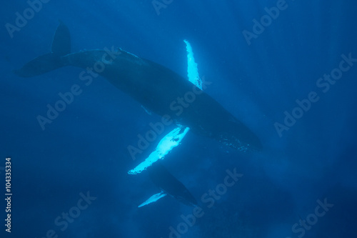 Mother and Calf Humpback Whales in Blue Water
