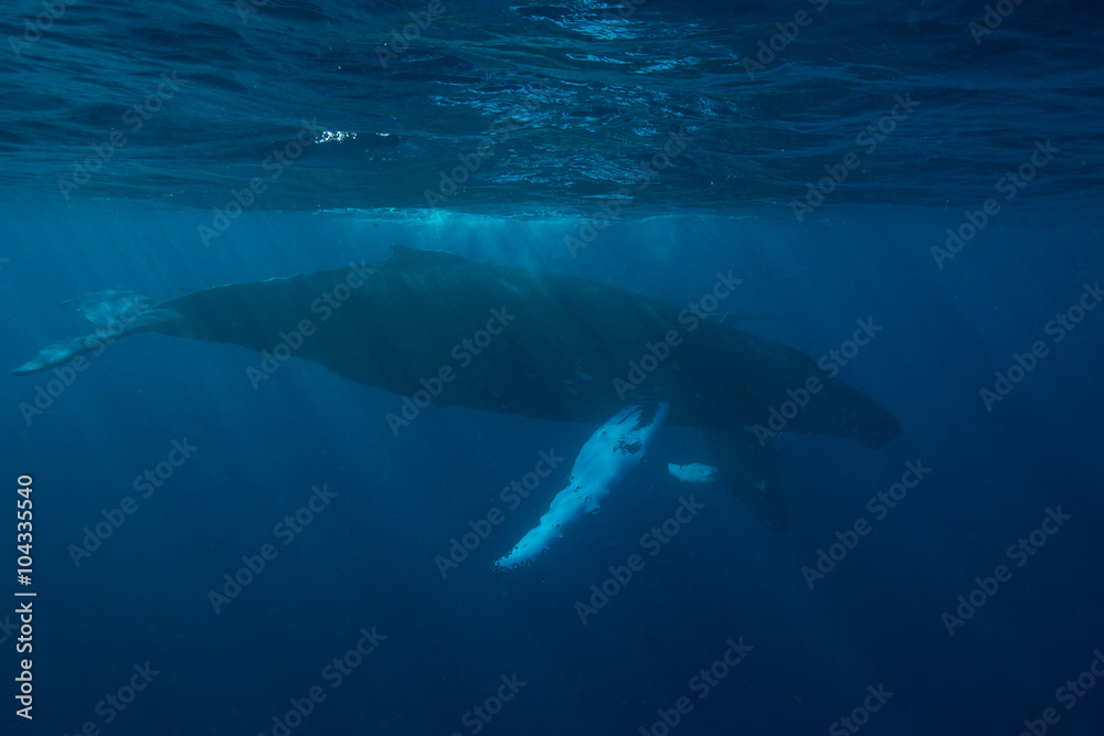 Fototapeta premium Mother and Calf Humpback Whale