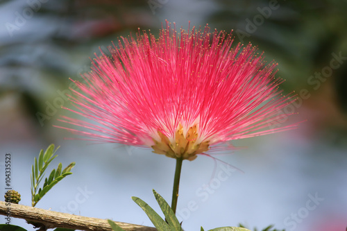 Pink Red Powder Puff