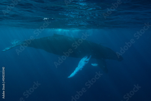 Mother and Calf Humpback Whale © ead72