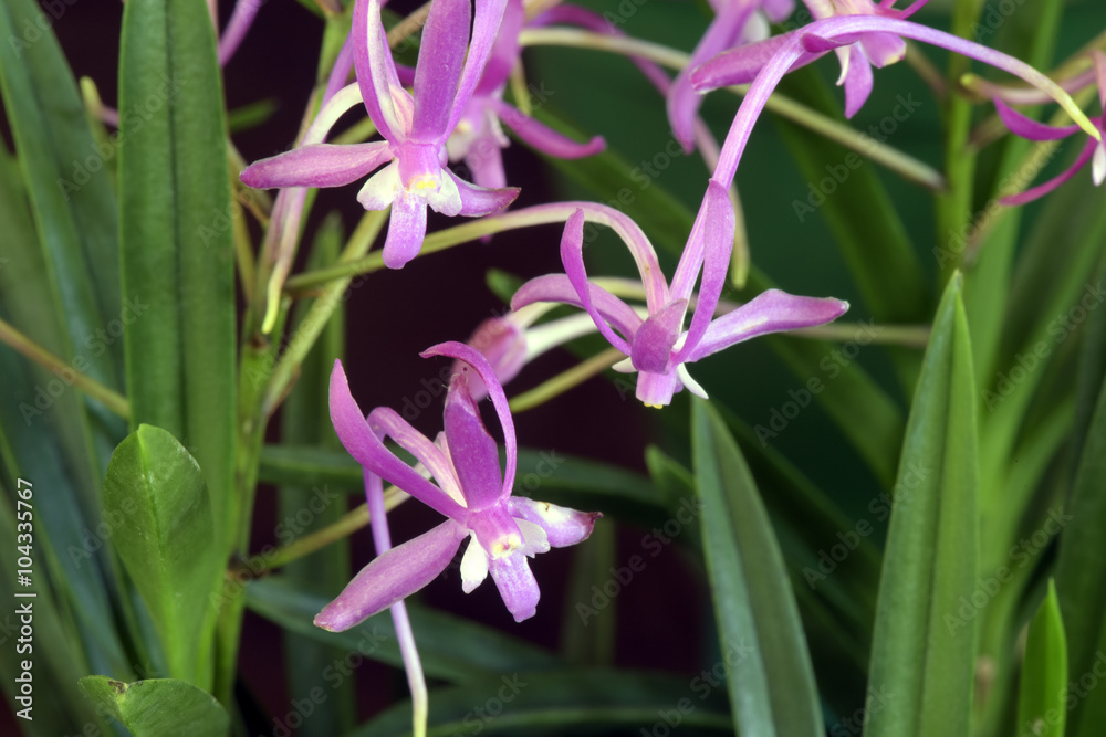 Orchid of the Neofinetia falcata species Orchid of the Neofinetia falcata species