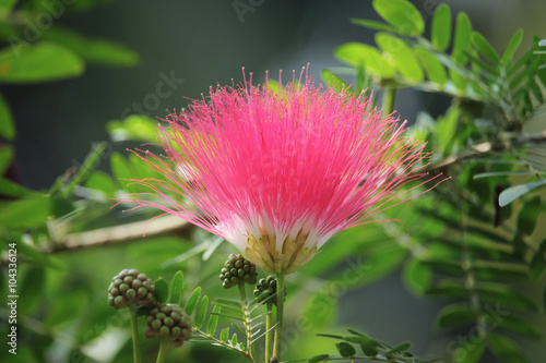 Canvastavla Pink Red Powder Puff