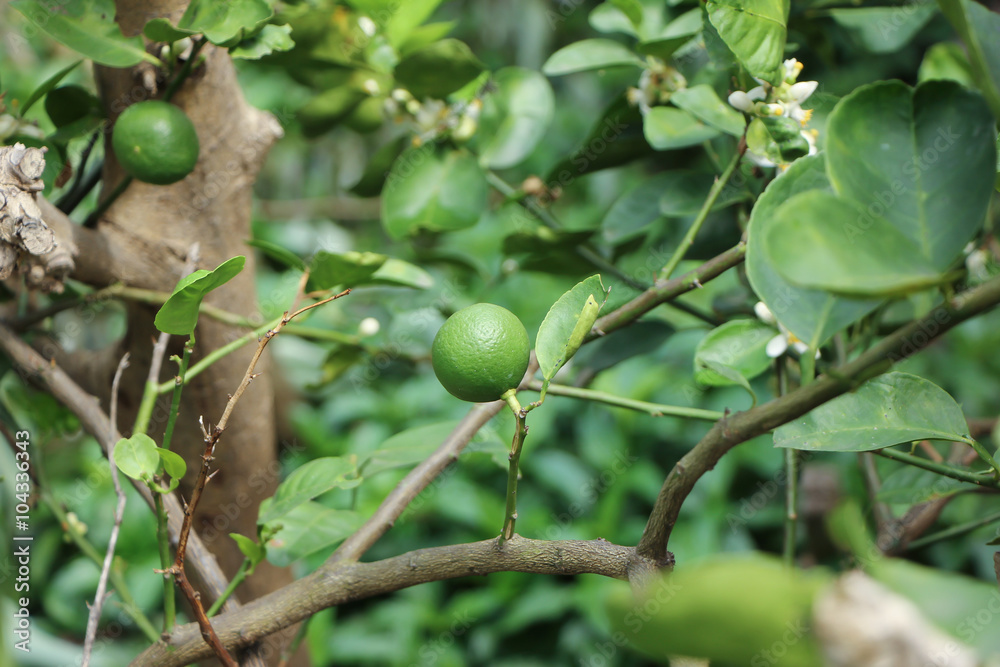 Green lemon on tree
