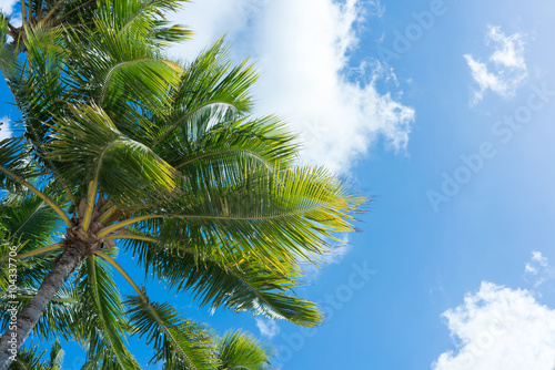 椰子の木と青空