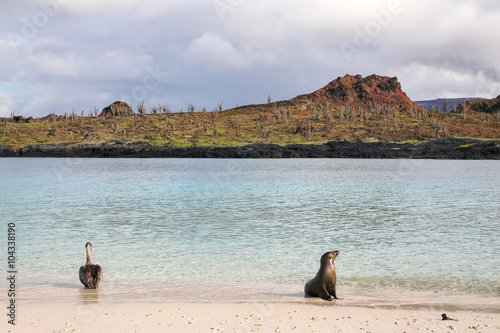 Brown pelican and Galapagos sea lion on the beach of Chinese Hat photo