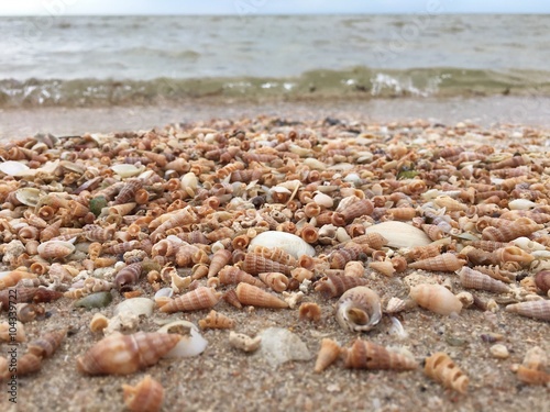 tiny seashells thousands washed ashore ocean