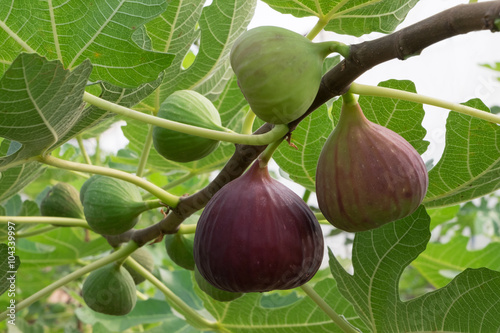 Figs on the branch of a fig tree