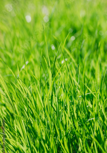 close up on green grass