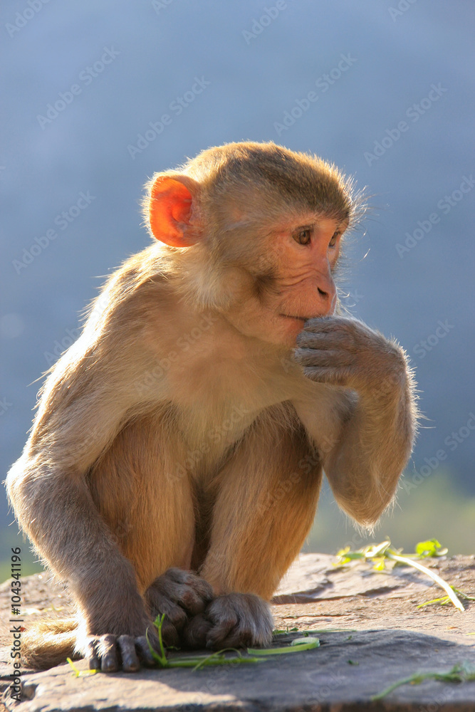 Naklejka premium Rhesus macaque sitting near Galta Temple in Jaipur, Rajasthan, I