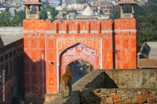 Fotografie Rhesus macaque (Macaca mulatta) walking on a wall near Suraj Pol
