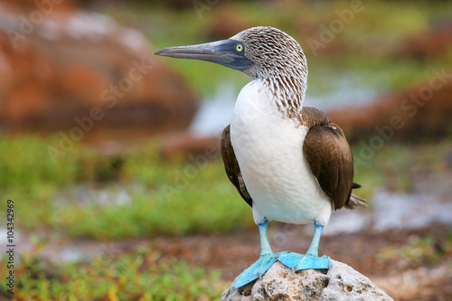 Cuadro en lienzo Blue-footed Booby on North Seymour Island, Galapagos National Pa