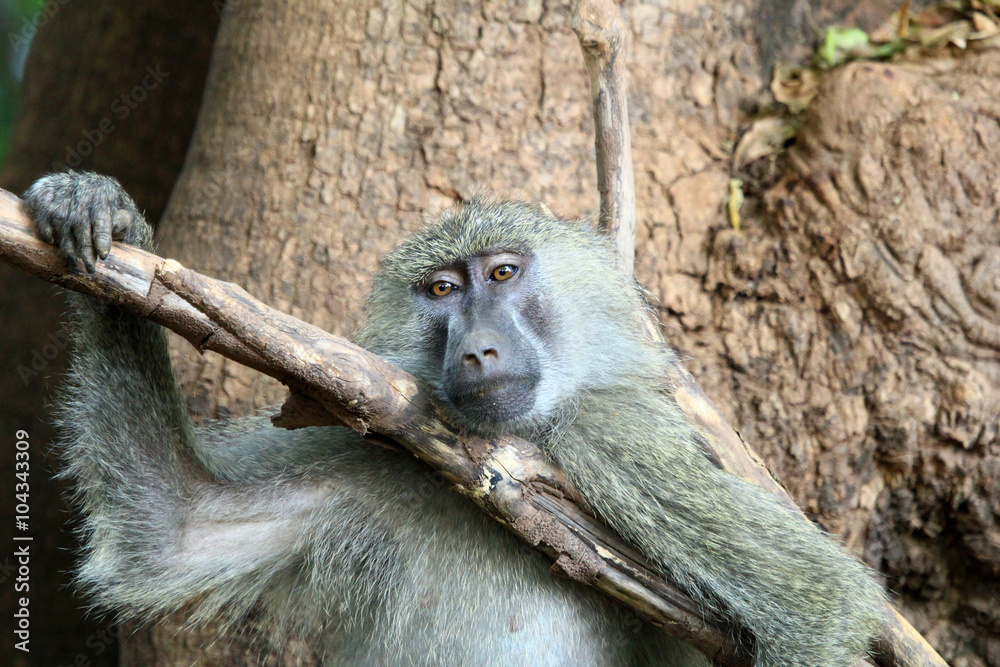 Obraz premium Lazy Monkey