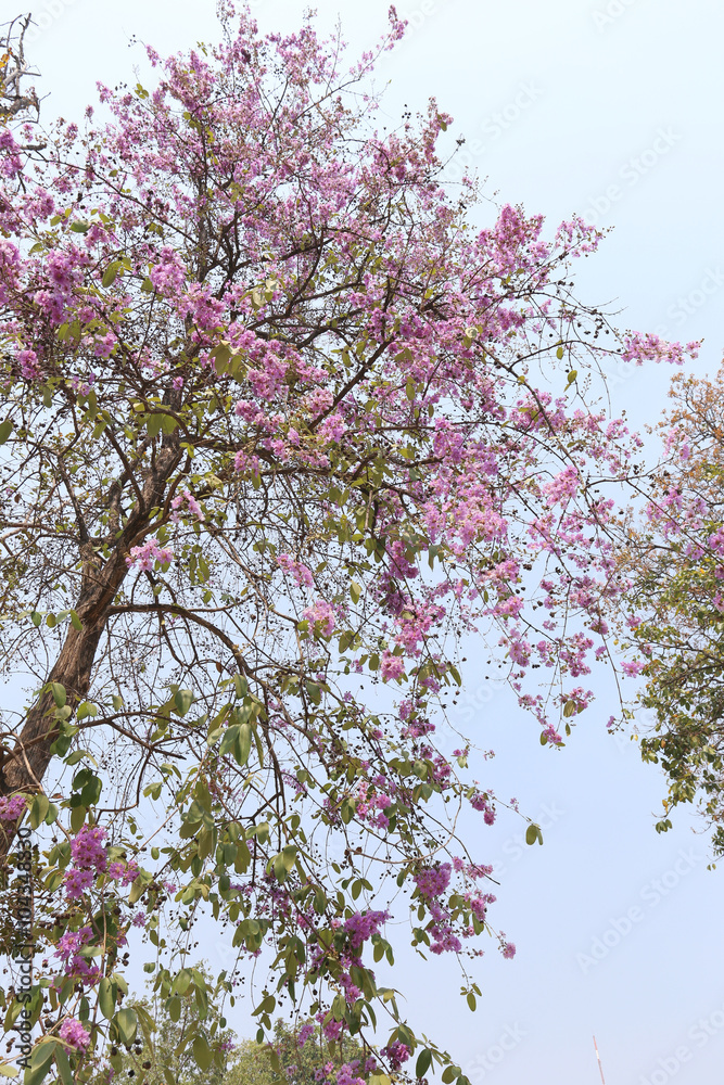 Lagerstroemia speciosa or tabak tree in Thailand,Perennial plant Lagerstroemia speciosa or tabak tree in Thailand,Perennial plant