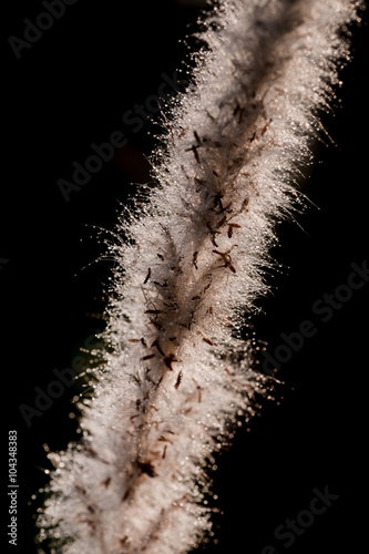 weed grass flowers in morning golden light background photo