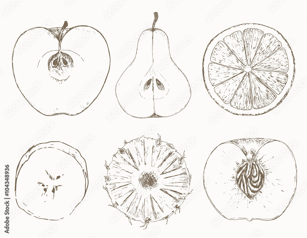 Fototapeta premium Sketch of half fruits