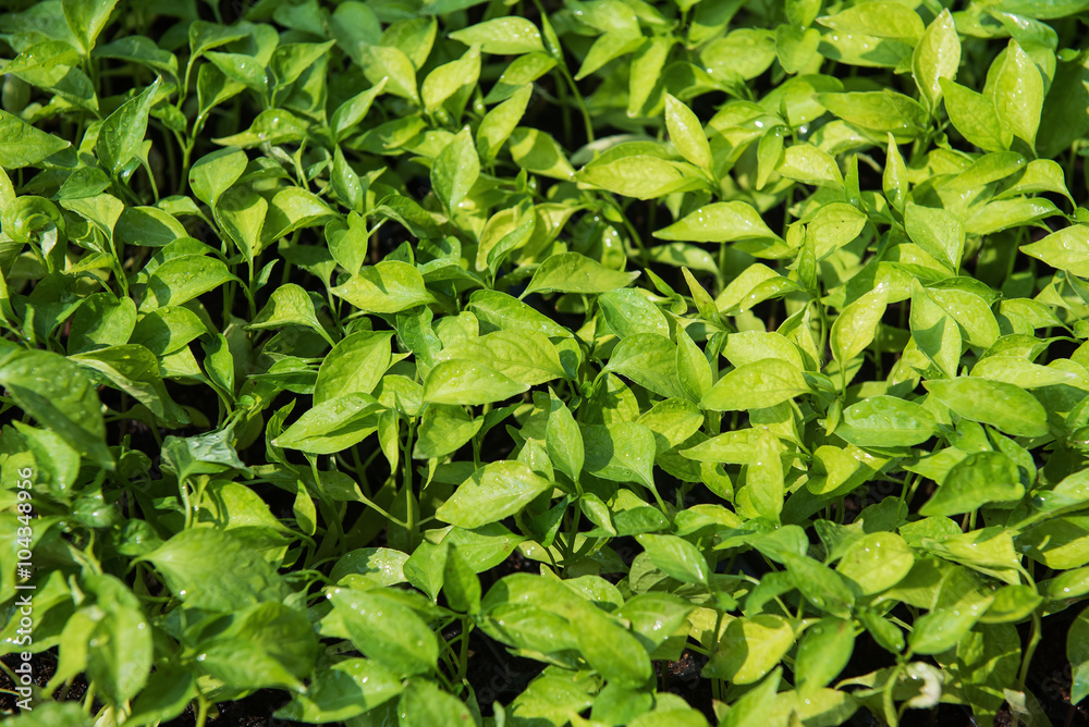 Big red chili pepper young tree plant in pots. Big red chili pepper young tree plant in pots.