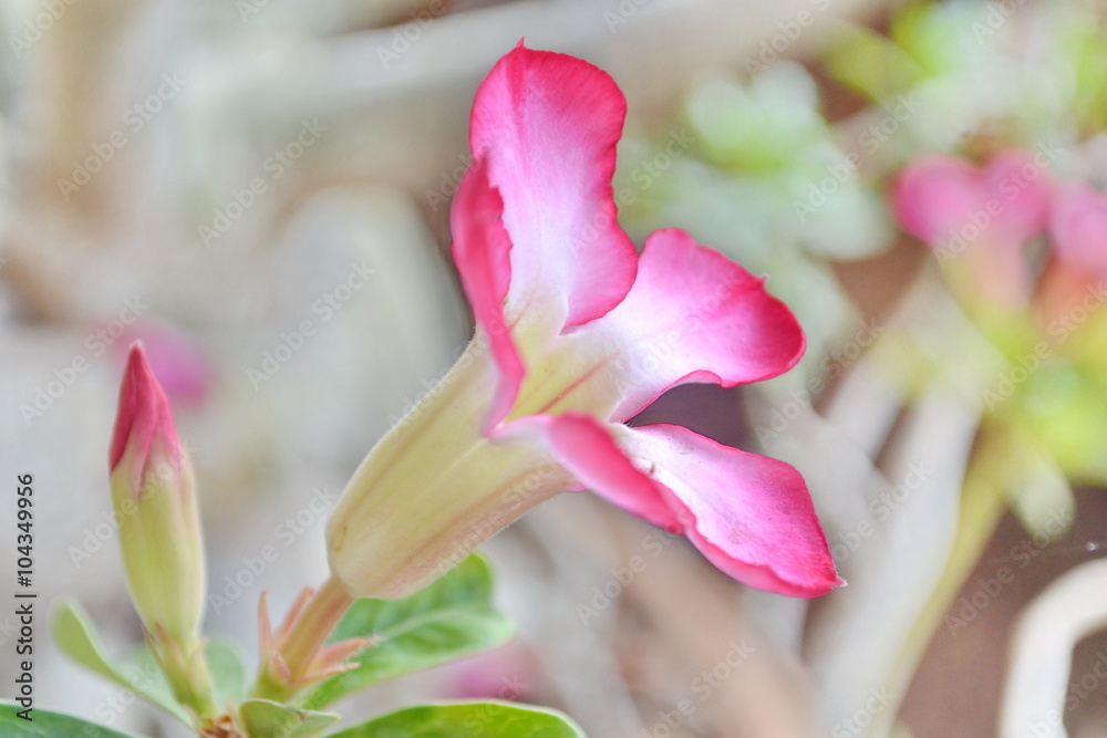 Fototapeta premium Desert rose or Ping Bignonia flower tree