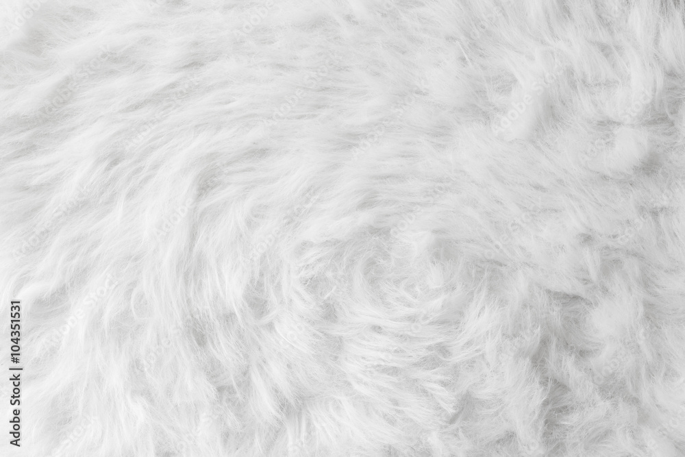 Obraz premium Sheep wool fur background texture wallpaper.