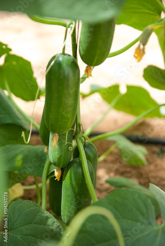 Growing cucmbers in greenhouse