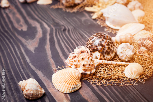 Sea shells on a dark plank background