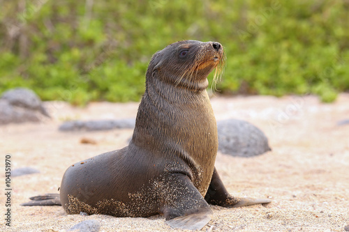 Young Galapagos sea lion on the beach on North Seymour Island, G