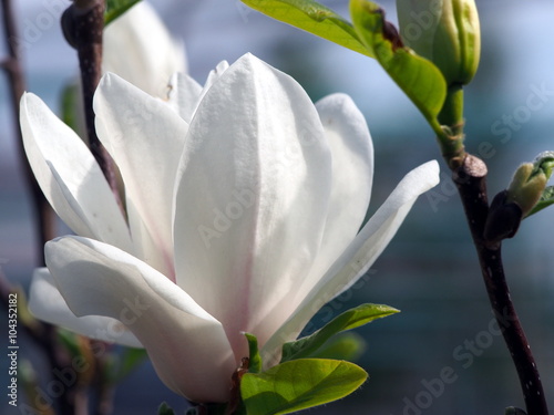 Magnolia x soulangeana 'Lennei Alba' photo