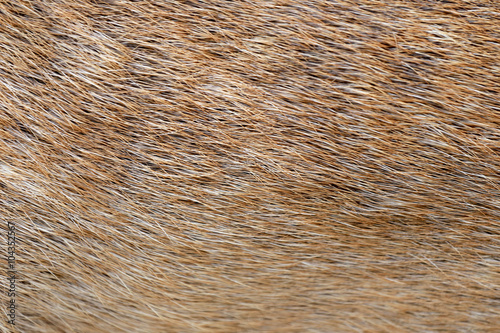 brown of animals skin and fur.