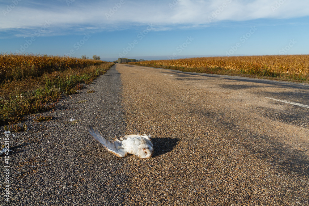 Obraz premium Lechuza Común atropellada en la carretera. Tyto alba.