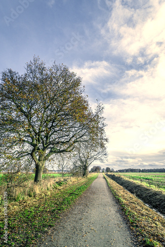 Trees by a nature path