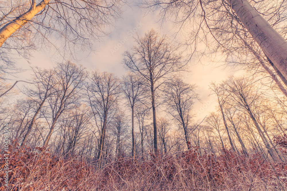Tall trees in the winter sunrise