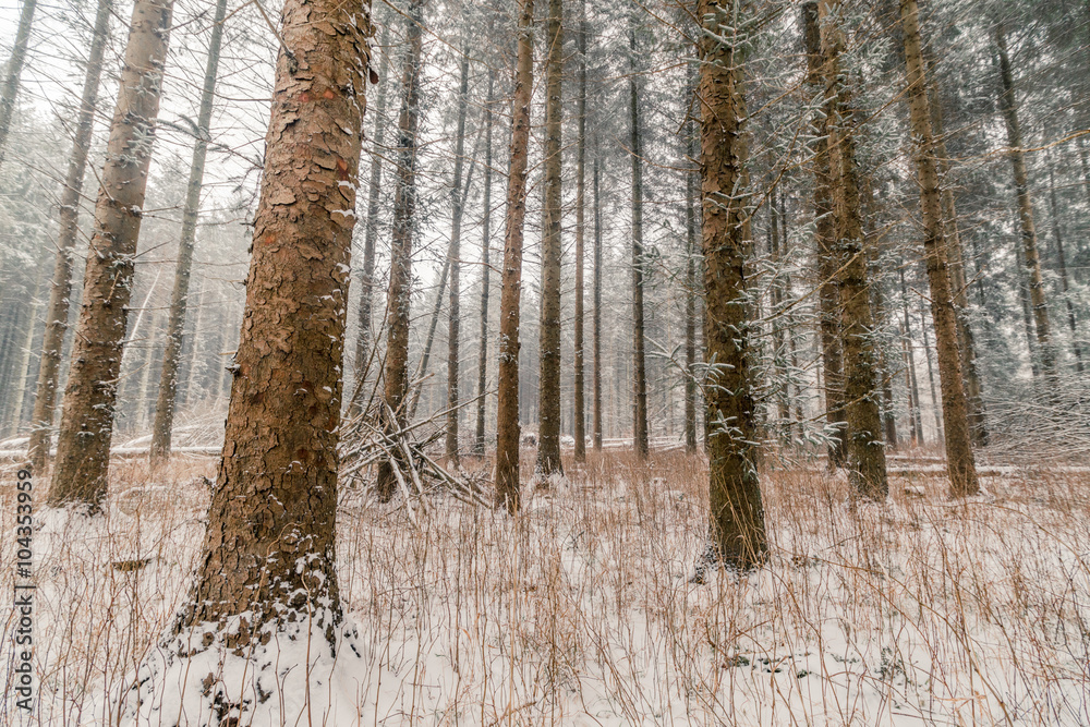 Fototapeta premium Tall pine trees at wintertime