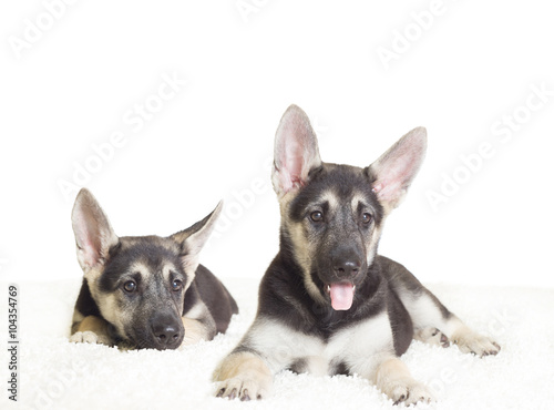 cute German Shepherd puppy looks