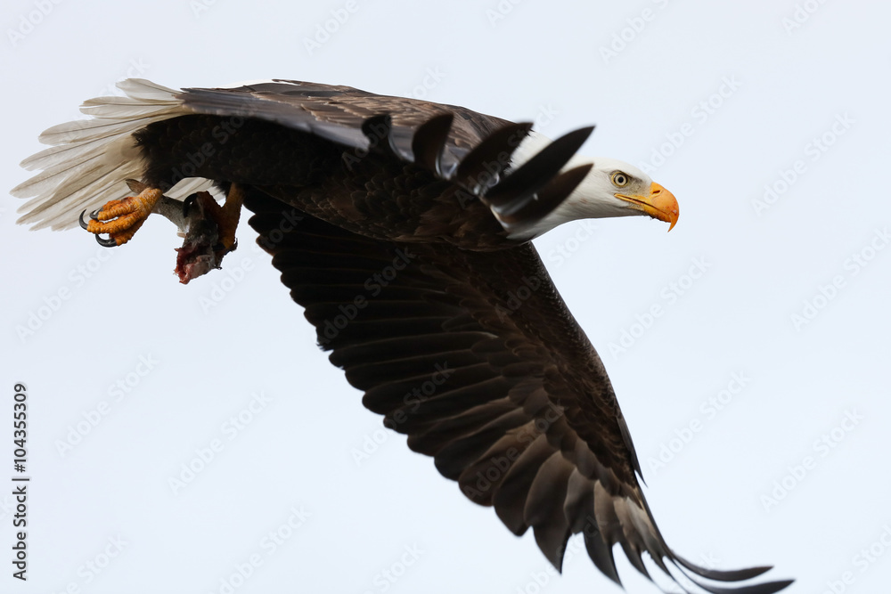 Naklejka premium Bald Eagle in Flight