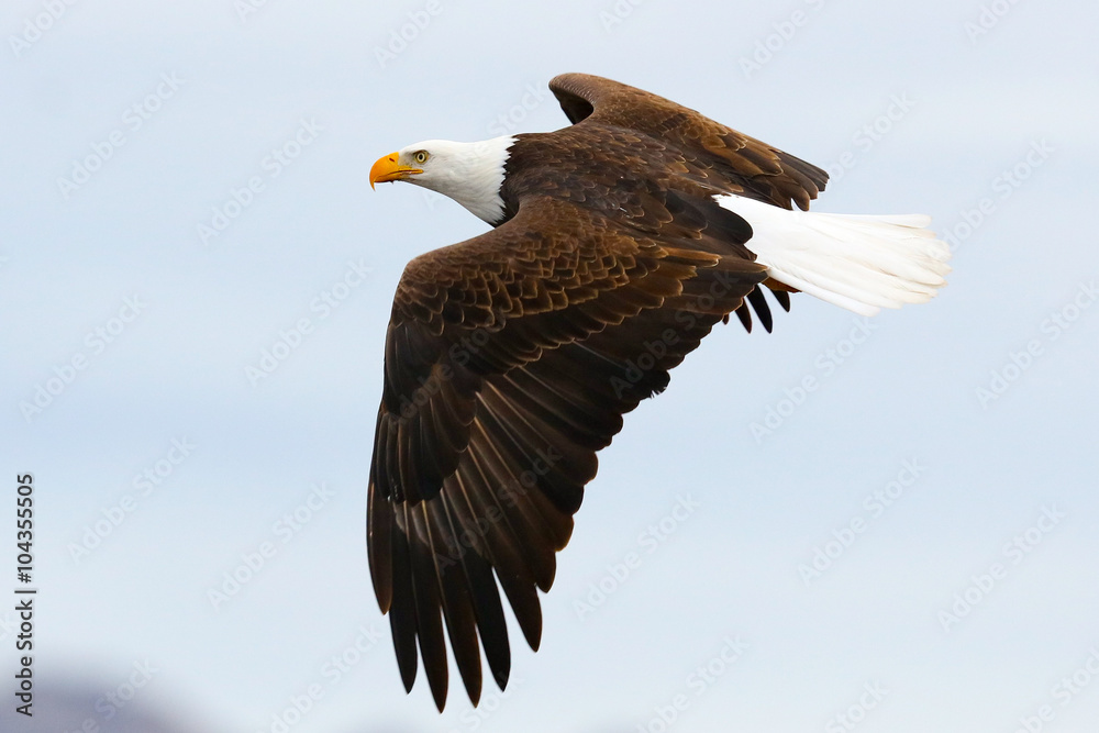 Fototapeta premium Bald Eagle in Flight