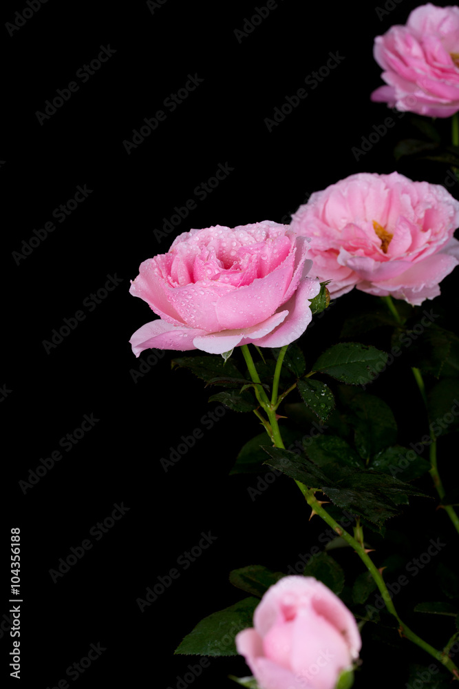 beautiful pink rose with water drop on black beautiful pink rose with water drop on black