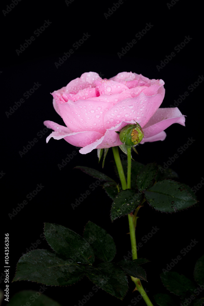 beautiful pink rose with water drop on black beautiful pink rose with water drop on black