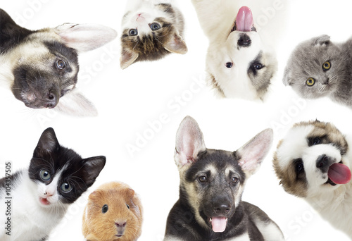Fototapeta Naklejka Na Ścianę i Meble -  Puppy and kitten and guinea pig