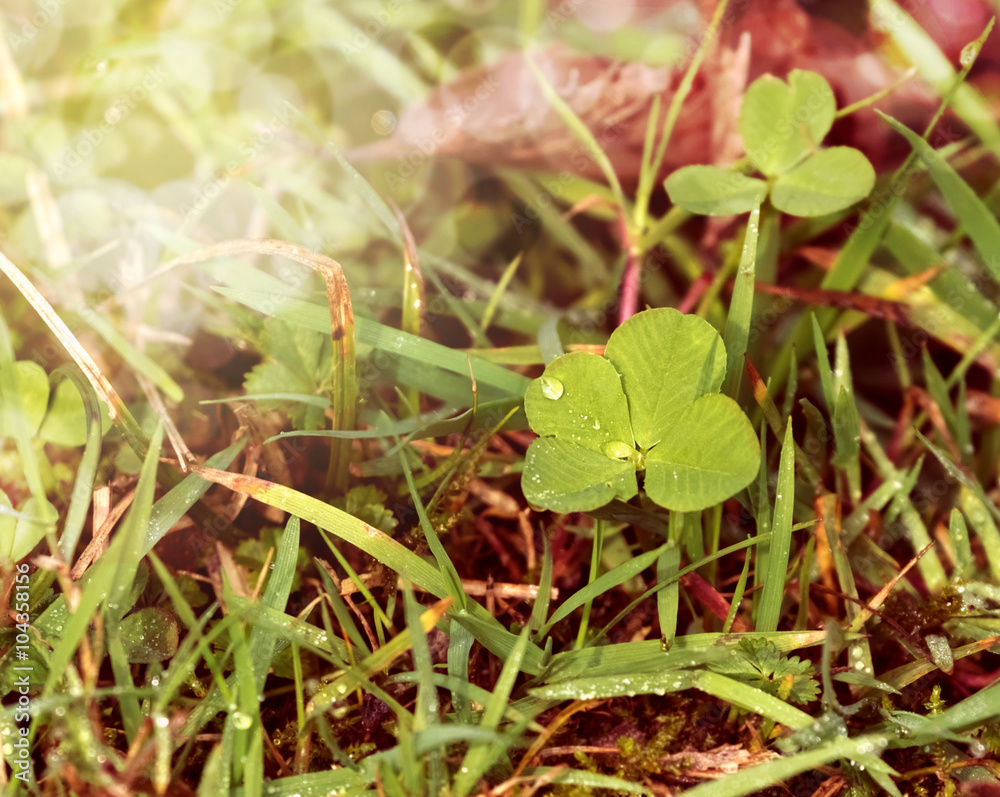 An unpicked four leaf clover isolated in grass. An unpicked four leaf clover isolated in grass.