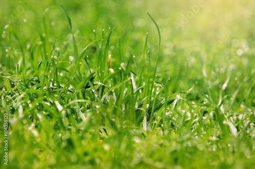 Greed grass in a dew. Close up shot with selective focus and beautiful natural bokeh. Green grass with waterdrops.