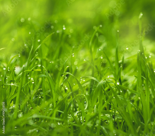 Greed grass in a dew. Close up shot with selective focus and beautiful natural bokeh. Green grass with waterdrops